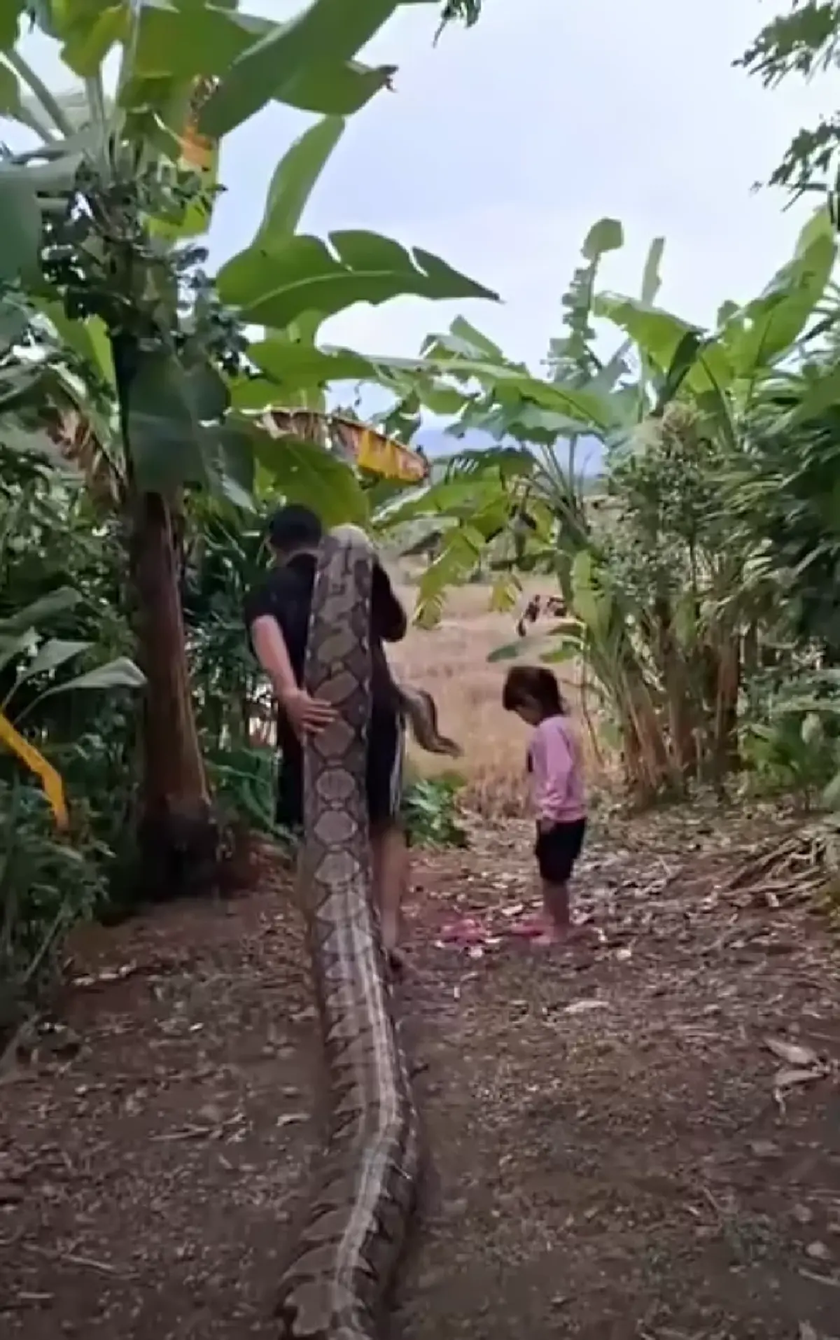 คนเลี้ยงงูอุ้มงูตัวใหญ่เบิ้ม เดินเล่นกลางทุ่ง ทำคนดูขนลุก!