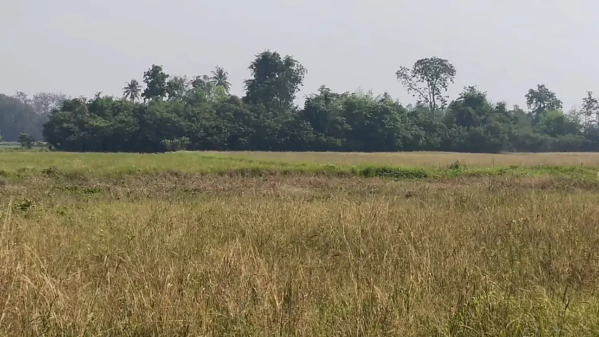 ชาวนาอุทัยฯ ยกหมู่บ้านหยุดทำนา สู้ต้นทุนไม่ไหว พิษน้ำมันแพง!