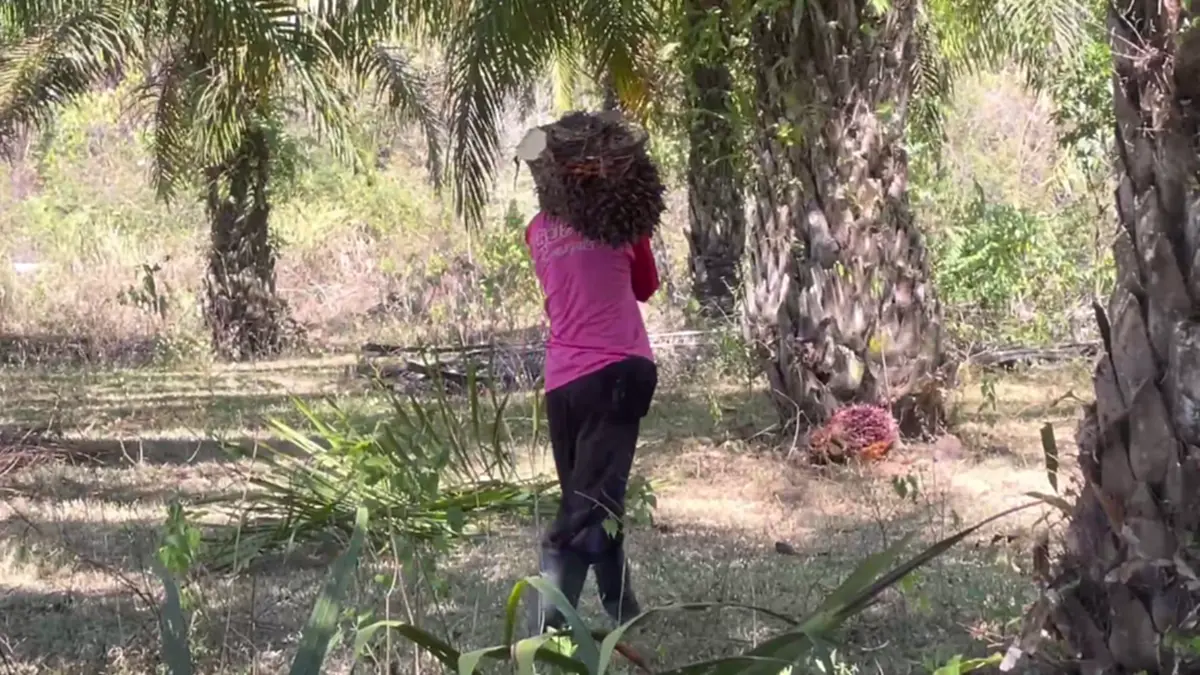 ชาวสวนปาล์มตรังฮือค้านห้ามส่งออก แฉบิดเบือนราคา-จี้รัฐแก้ไข