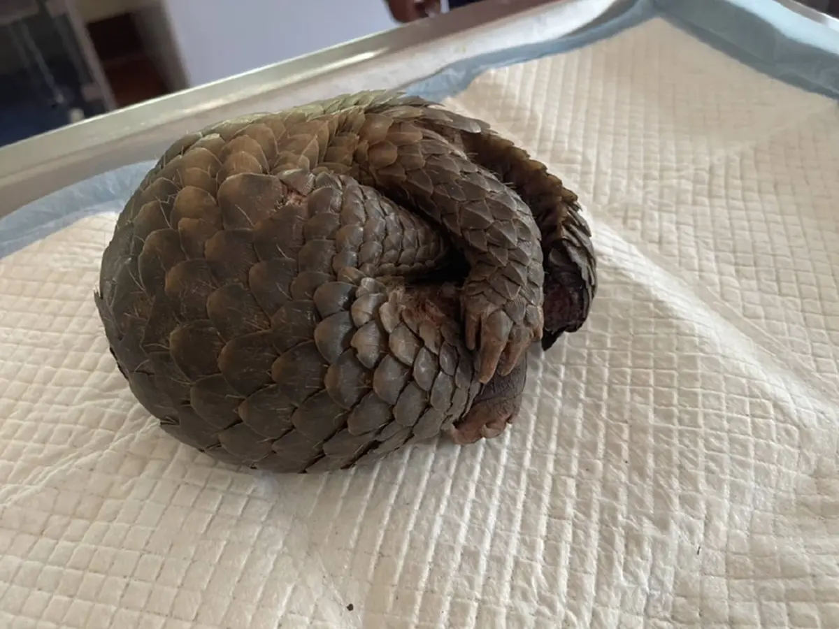 พบอีก! "น้องลิ่น" หนีตายซุกซอกไม้ มหันตภัยไฟป่าถ้ำปลา