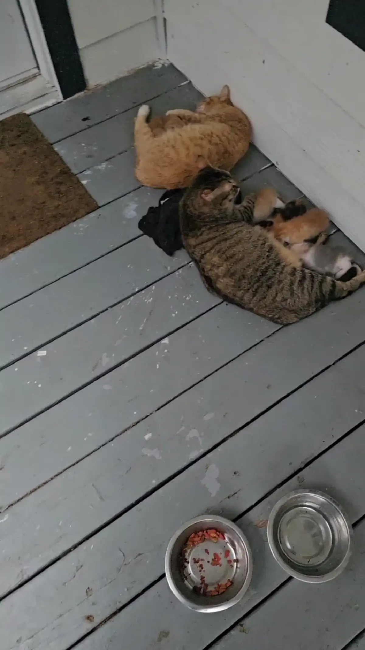 ชีวิตพลิก ชายเลี้ยงแมวจร กลับบ้านเจอ “หลาน 8 ตัว” ไม่ทันตั้งตัว