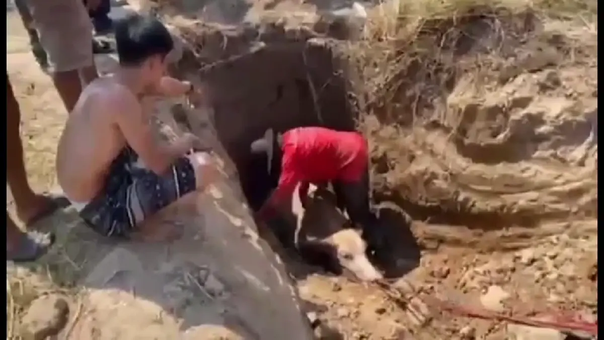 กู้ภัยนครนายกช่วย "น้องมะลิ" ลูกควายตกบ่อลึก 2 เมตรปลอดภัย