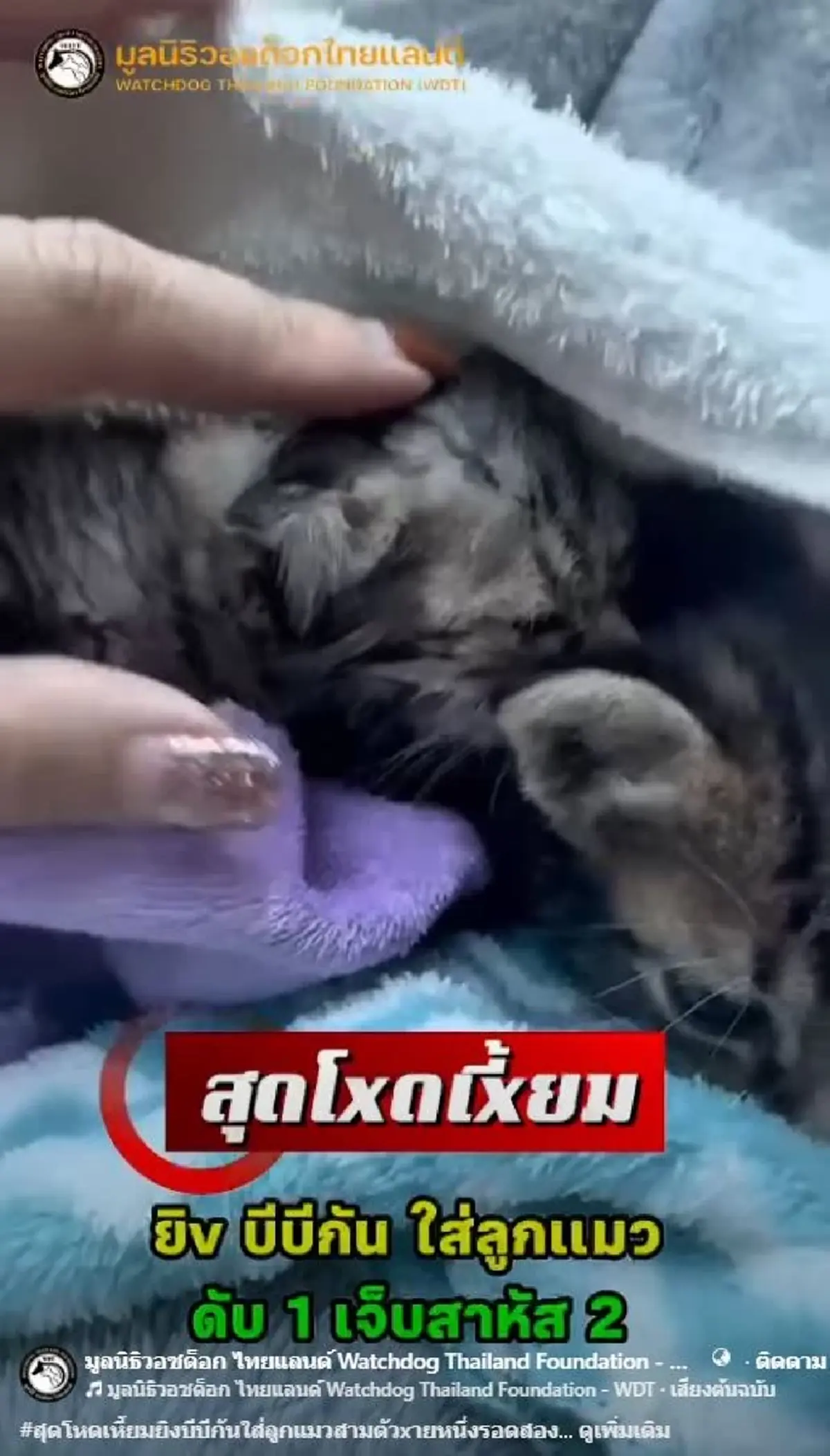 บีบใจหนัก ทำลูกแมว 3 ตัว กลับดาว 1 สาหัส 2 เร่งล่าตัวคนใจยักษ์