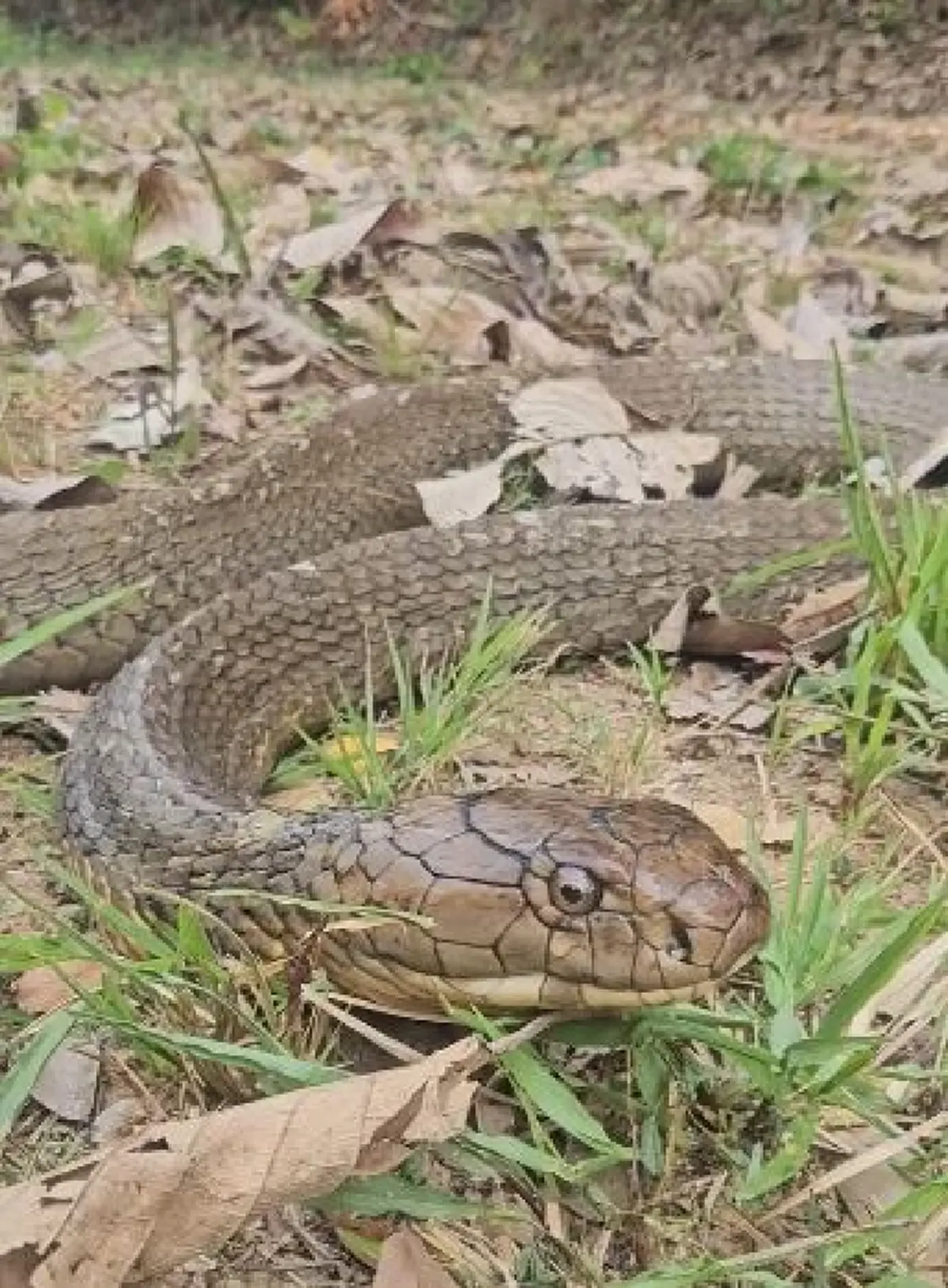 เศร้า บ่าวโปน งูจงอางยักษ์ผู้น่าสงสาร สู้ไม่ไหว จากไปแล้ว