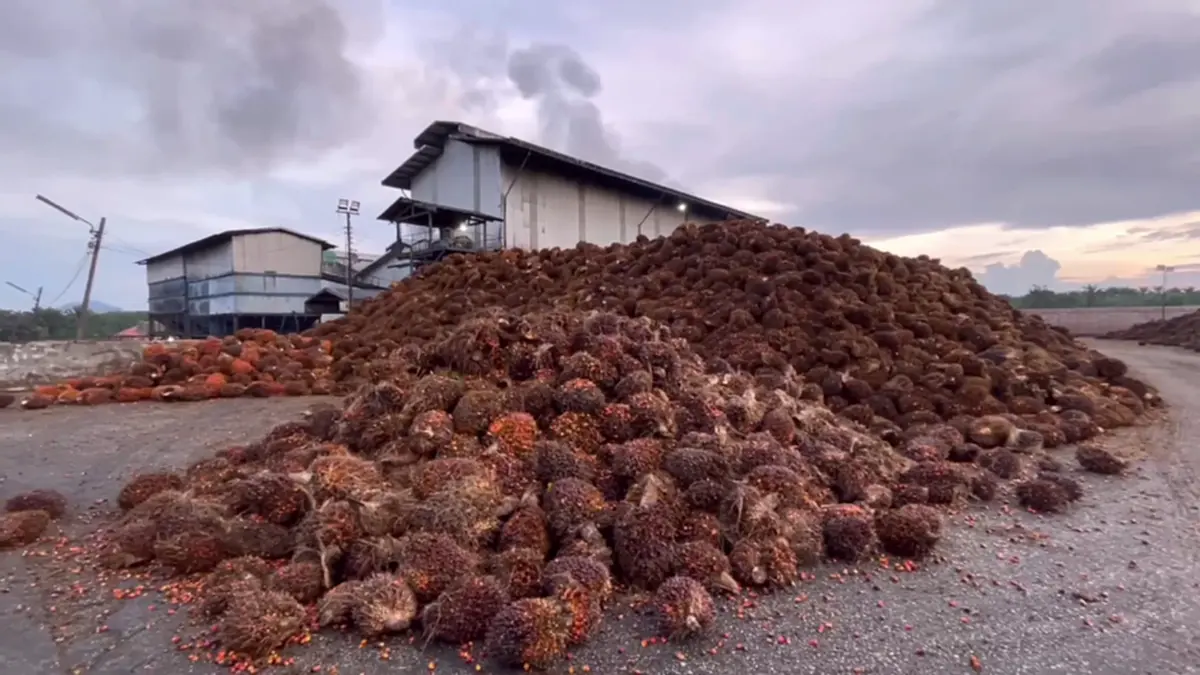 ชาวสวนปาล์มตรังฮือค้านห้ามส่งออก แฉบิดเบือนราคา-จี้รัฐแก้ไข