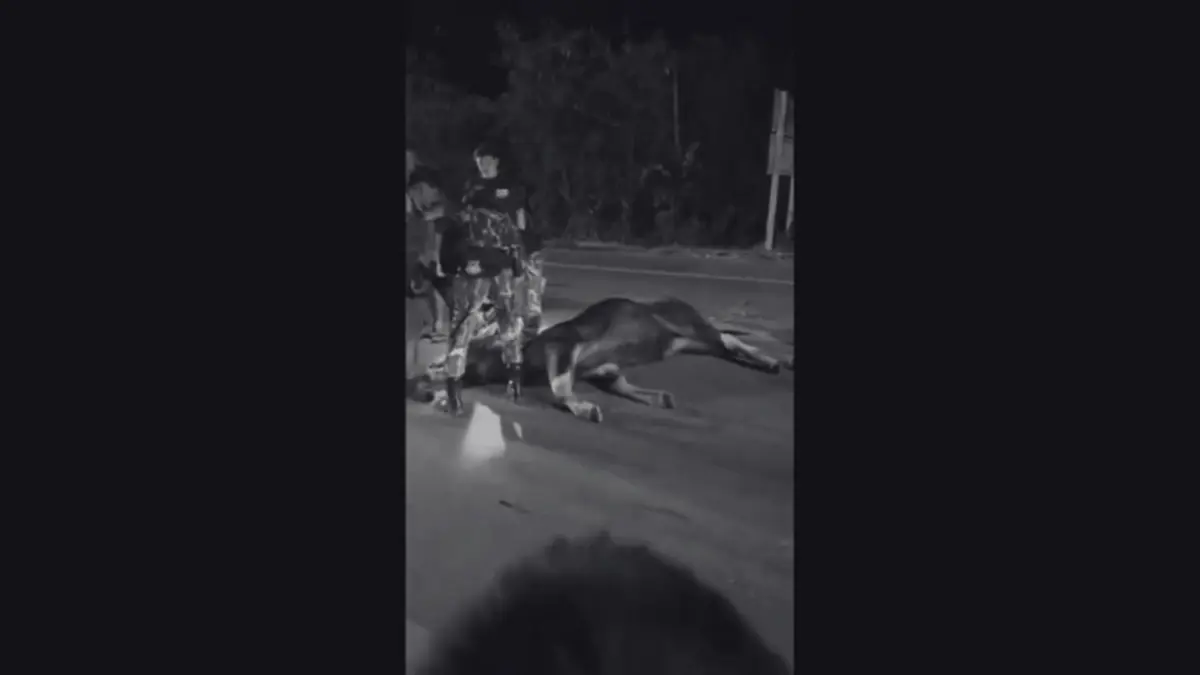 สลด! กระทิงป่าเขาใหญ่ ถูกรถชนสิ้นลมกลางถนน หลังออกมาหากิน