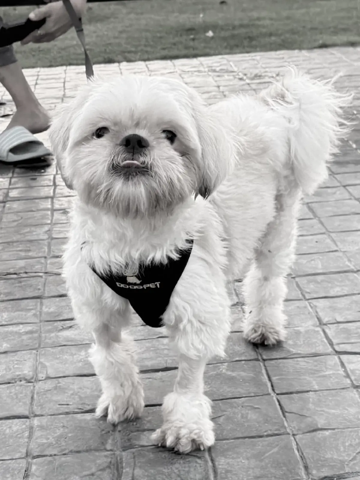 "เมอร์รี่" กลับดาวหมาแล้ว เศร้าใจนาทีสุดท้าย ก่อนหลับไปตลอดกาล