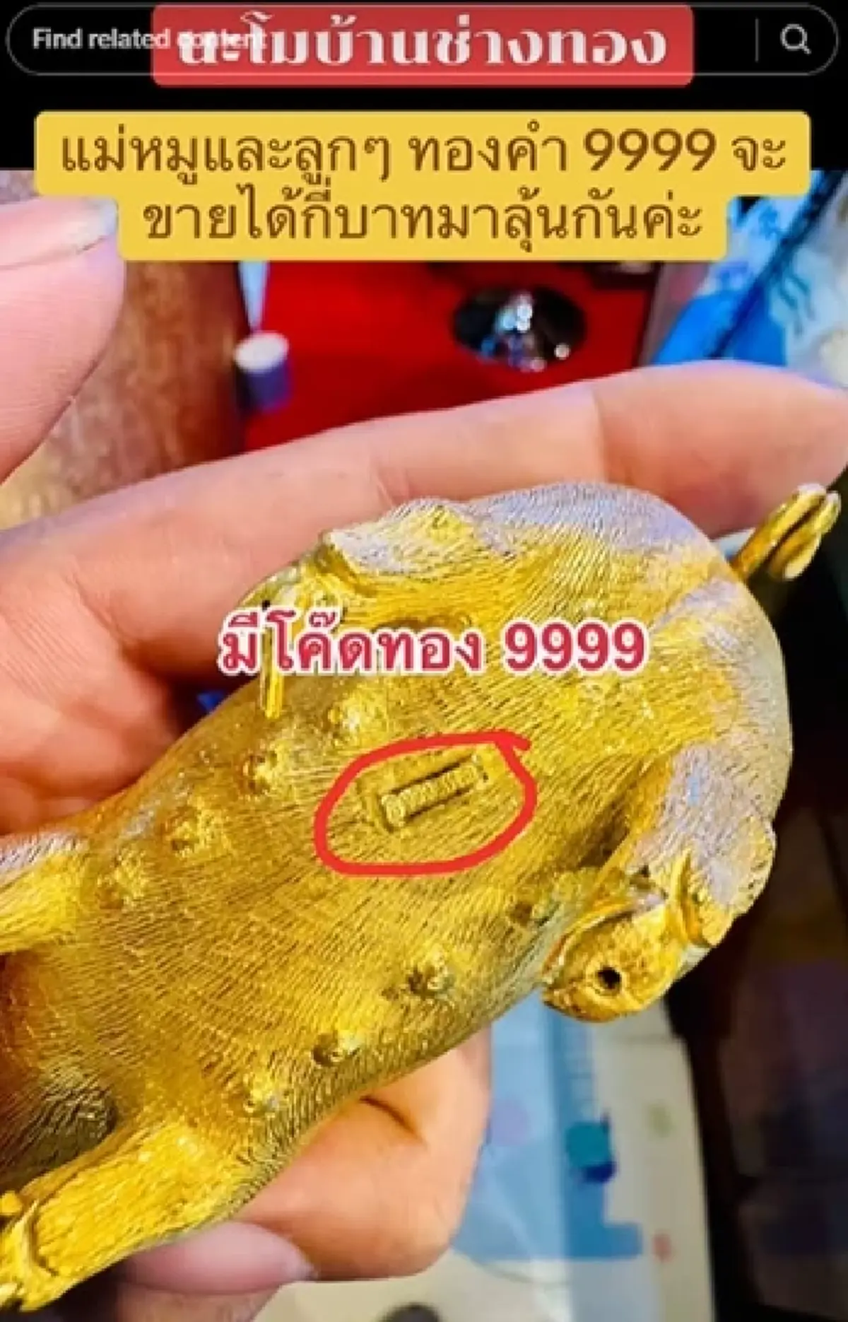 ลูกค้านำ ครอบครัวหมูทองคำ มองเผินๆ ดูน่ารัก ตีราคาออกมา ทุกคนตกใจ