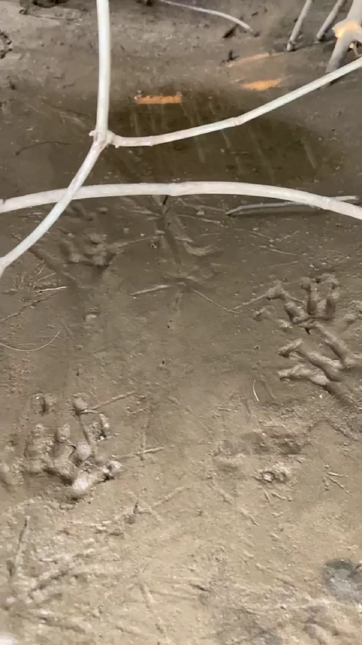 ผวาพบรอยเท้าคล้ายจระเข้ท่ามะกา! โผล่เกาะกลางแม่น้ำแม่กลอง