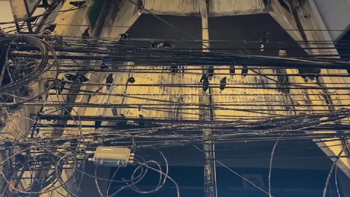 ชาวอ่างทองสุดทน นกนับแสนยึดใจกลางเมือง วอนเร่งแก้ปัญหามูลนก