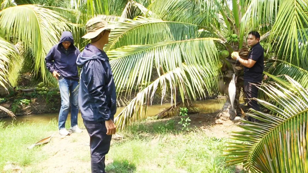 มะพร้าวสุพรรณฯ ราคาดิ่งเหลือ 3 บาท หนุ่มโอดทุนพุ่งจี้รัฐช่วย