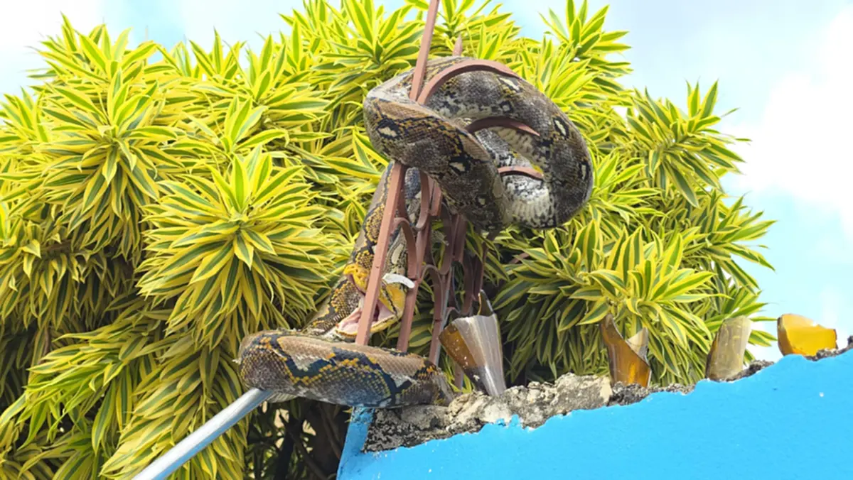 บ้านเลขที่งูเหลือมขนาดใหญ่เลื้อยขึ้นไปพันอยู่บนรั้วหน้าบ้าน