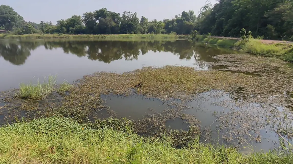 ชาวนาอุทัยฯ ยกหมู่บ้านหยุดทำนา สู้ต้นทุนไม่ไหว พิษน้ำมันแพง!