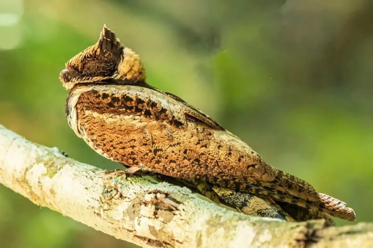 ฮือฮา! พบ "นกตบยุงยักษ์" สัตว์ป่าหายากโผล่อวดโฉมแคมป์บ้านกร่าง