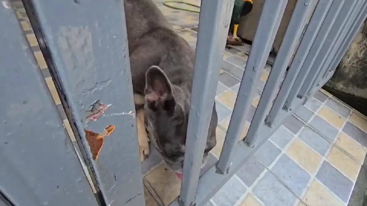 บุกช่วยสุนัขเฟรนช์บูลด็อกดอนเมือง ถูกขังตากแดดขาอ่อนแรง