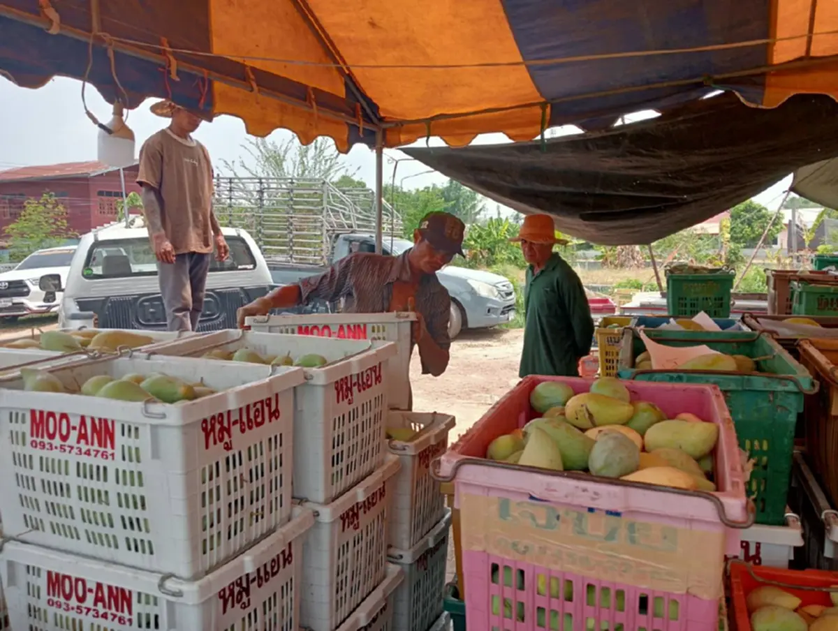 มะม่วงกาฬสินธุ์อ่วม! ราคาดิ่ง กก.ละ 3 บาท วอนรัฐช่วยด่วน