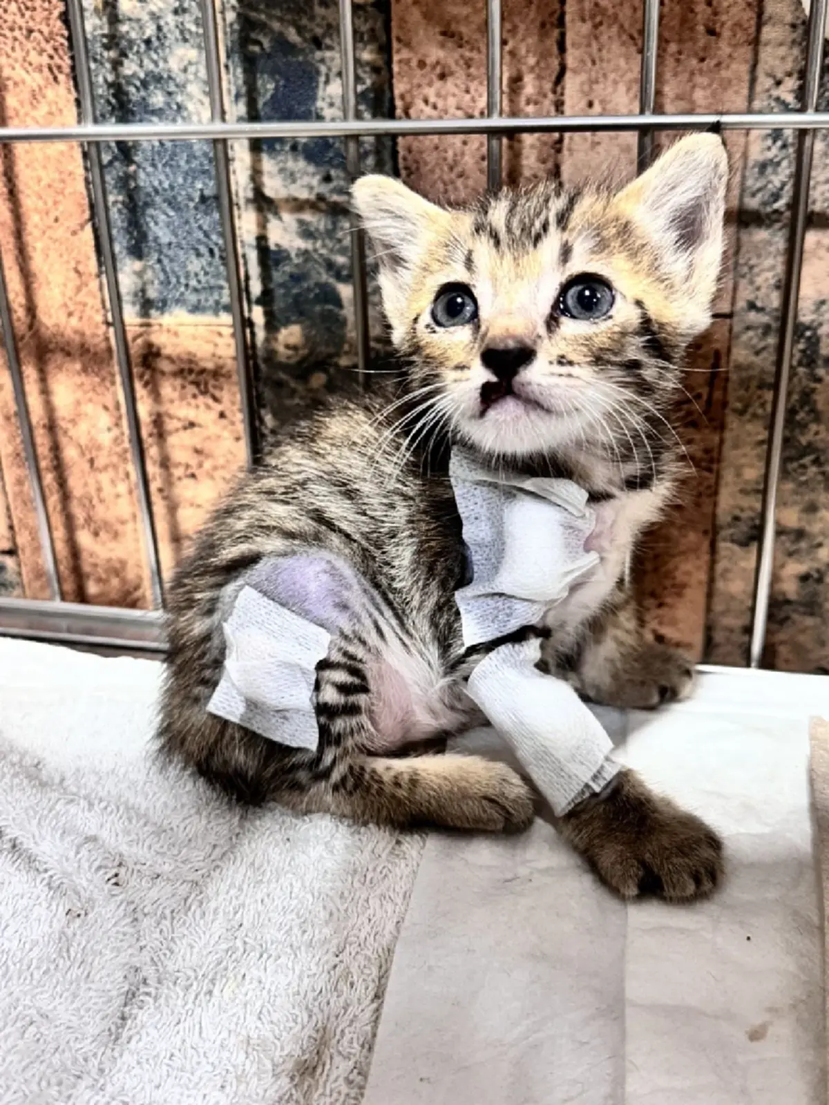 บีบใจหนัก ทำลูกแมว 3 ตัว กลับดาว 1 สาหัส 2 เร่งล่าตัวคนใจยักษ์