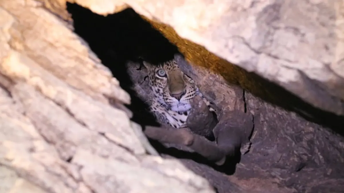 สบอ.16 เผยพบเสือดาวหนีไฟป่า พักพิงถ้ำริมน้ำปิง เขตอมก๋อย