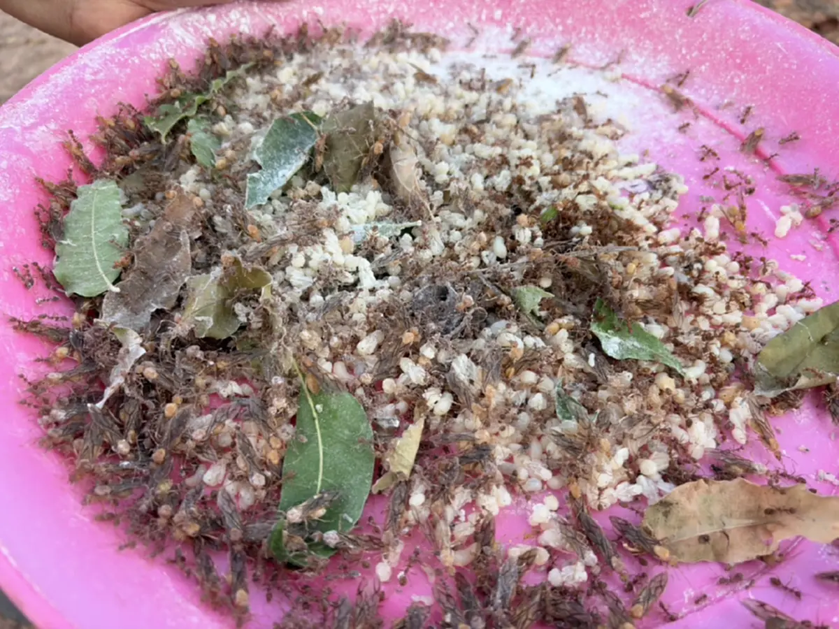 "ไข่มดแดงออนไลน์" ฮิตไม่หยุด! สาวโคราชแหย่ขายกก.ละ 500