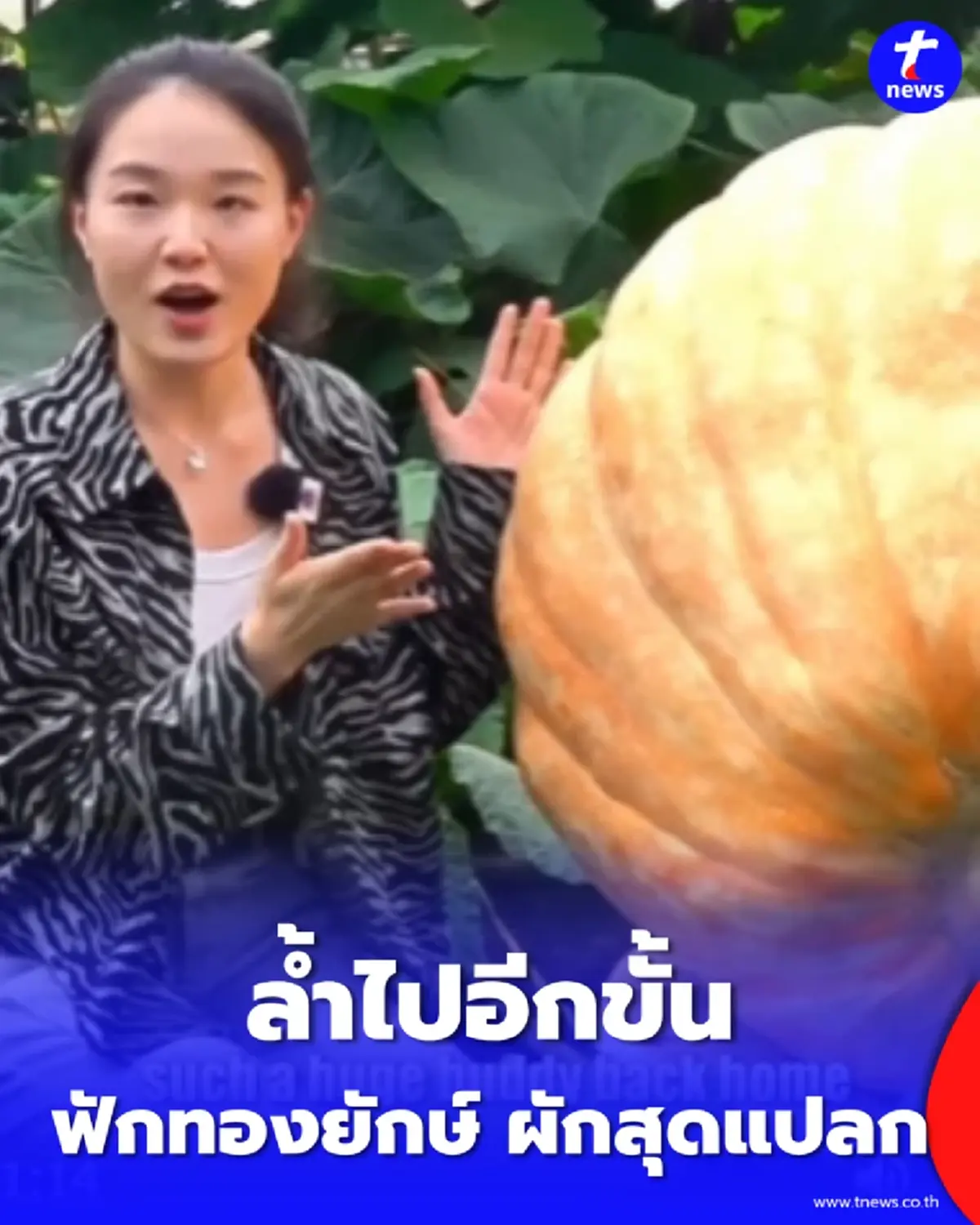 ล้ำ จีนโชว์ฟักทองยักษ์ 250 กก.-มะเขือเนื้อขนมปังที่โซ่วกวง