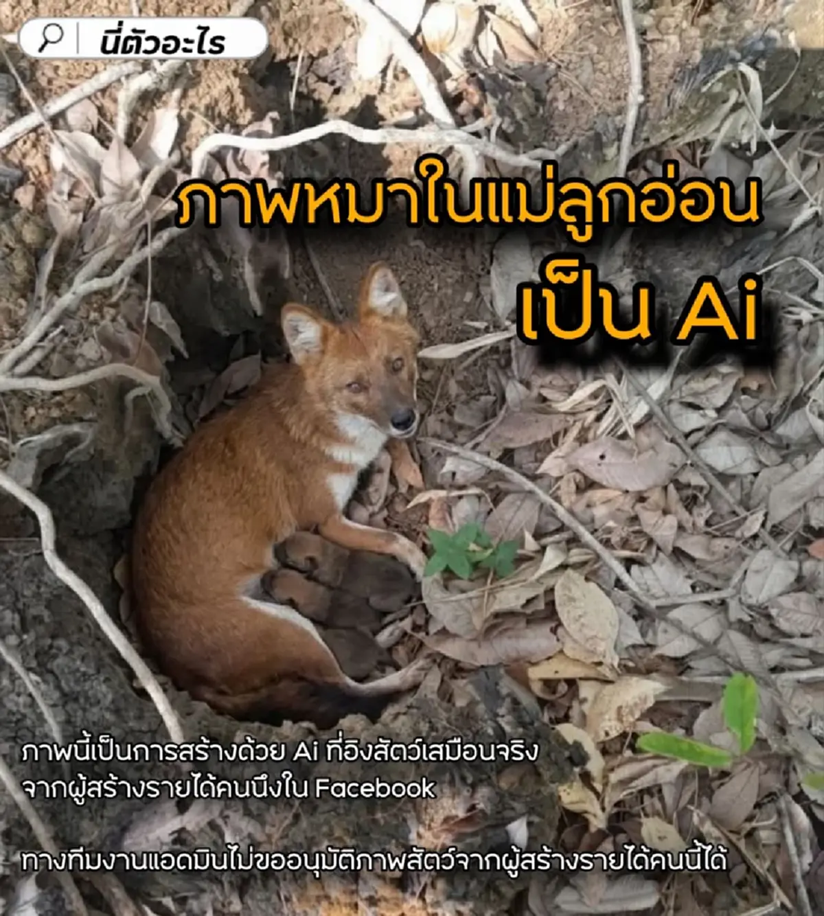 แชร์สนั่น ภาพ "หมาในแม่ลูกอ่อน" ในสวนยาง ก่อนความจริง เปิดเผย 