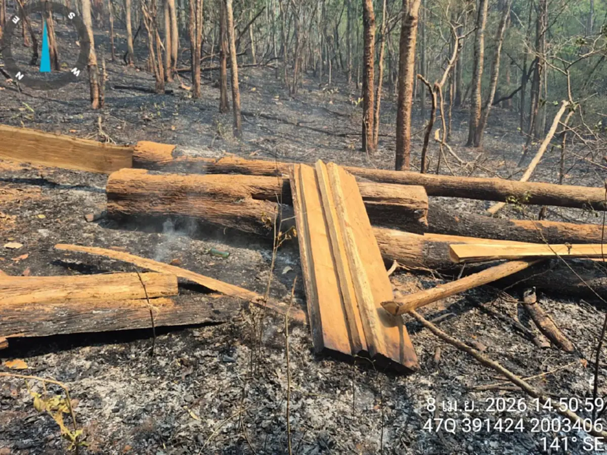 ดับไฟป่าเจอไม้สัก! แม่สะเรียงยึด 28 แผ่นเหลี่ยมซุกกอไผ่