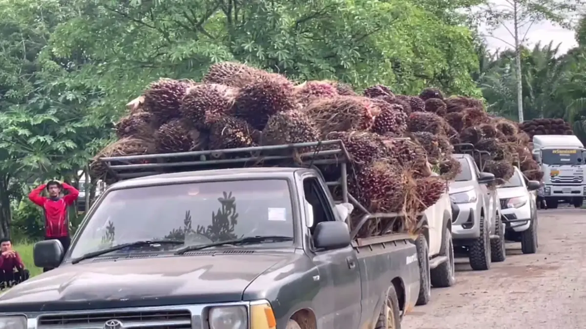 ชาวสวนปาล์มตรังฮือค้านห้ามส่งออก แฉบิดเบือนราคา-จี้รัฐแก้ไข