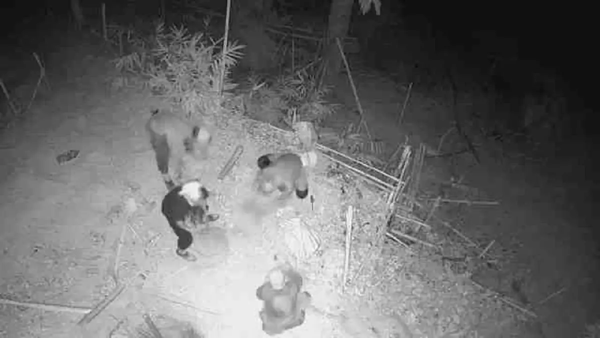 วิกฤตไฟป่าทองผาภูมิ! แฉแก๊งขุดทองเถื่อนจุดไฟพรางตัว