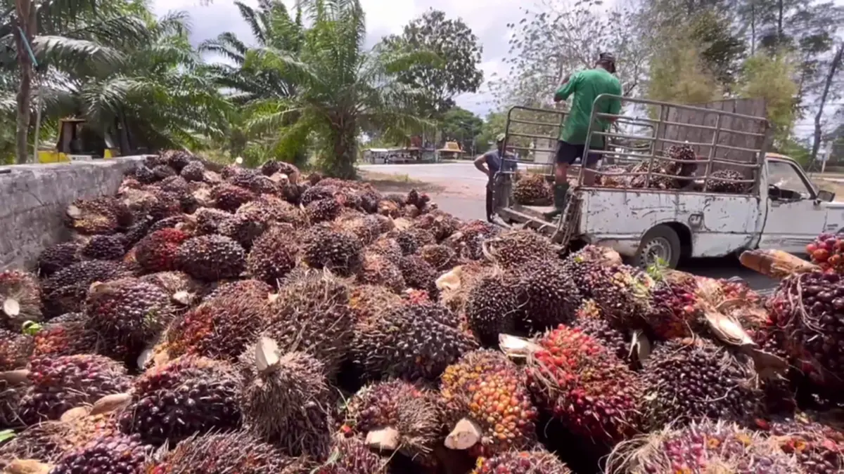 ชาวสวนปาล์มตรังฮือค้านห้ามส่งออก แฉบิดเบือนราคา-จี้รัฐแก้ไข