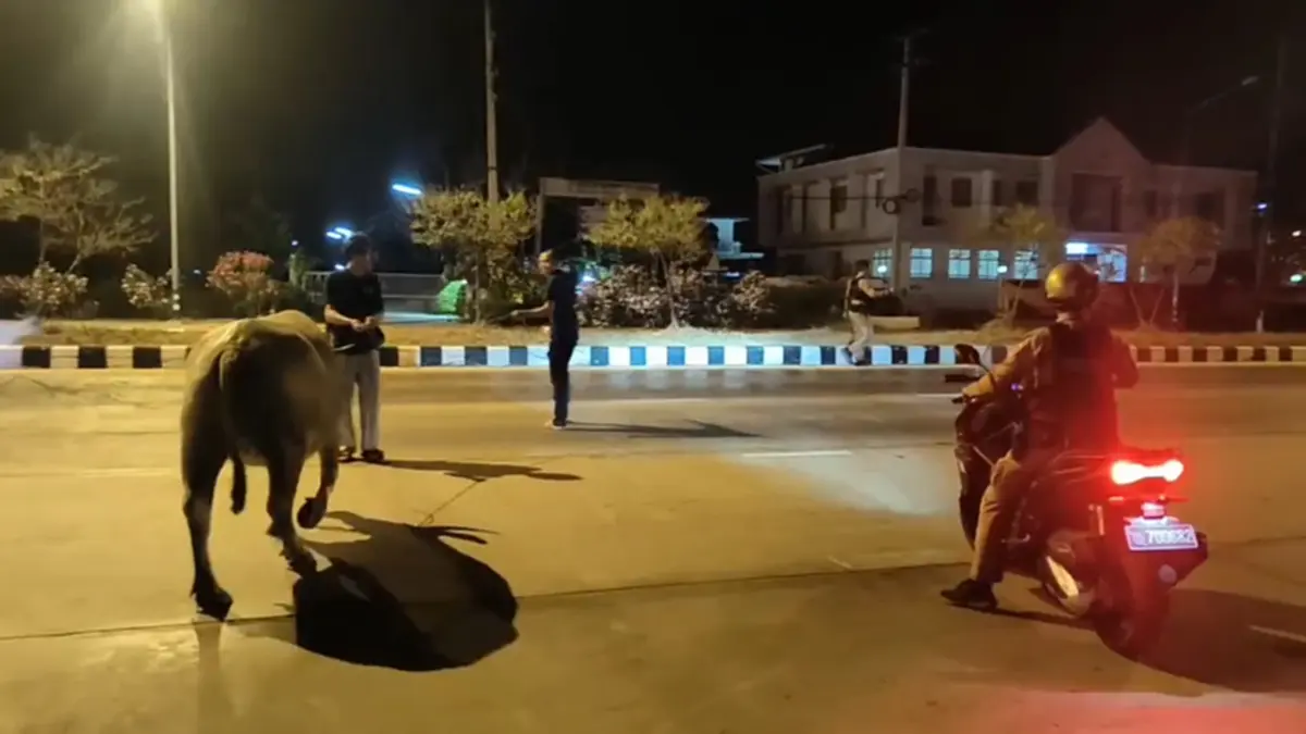 ตำรวจสมุทรสงครามโชว์สกิลจับควายหลุด จูงเดิน 2 กม. ส่งคืนคอก