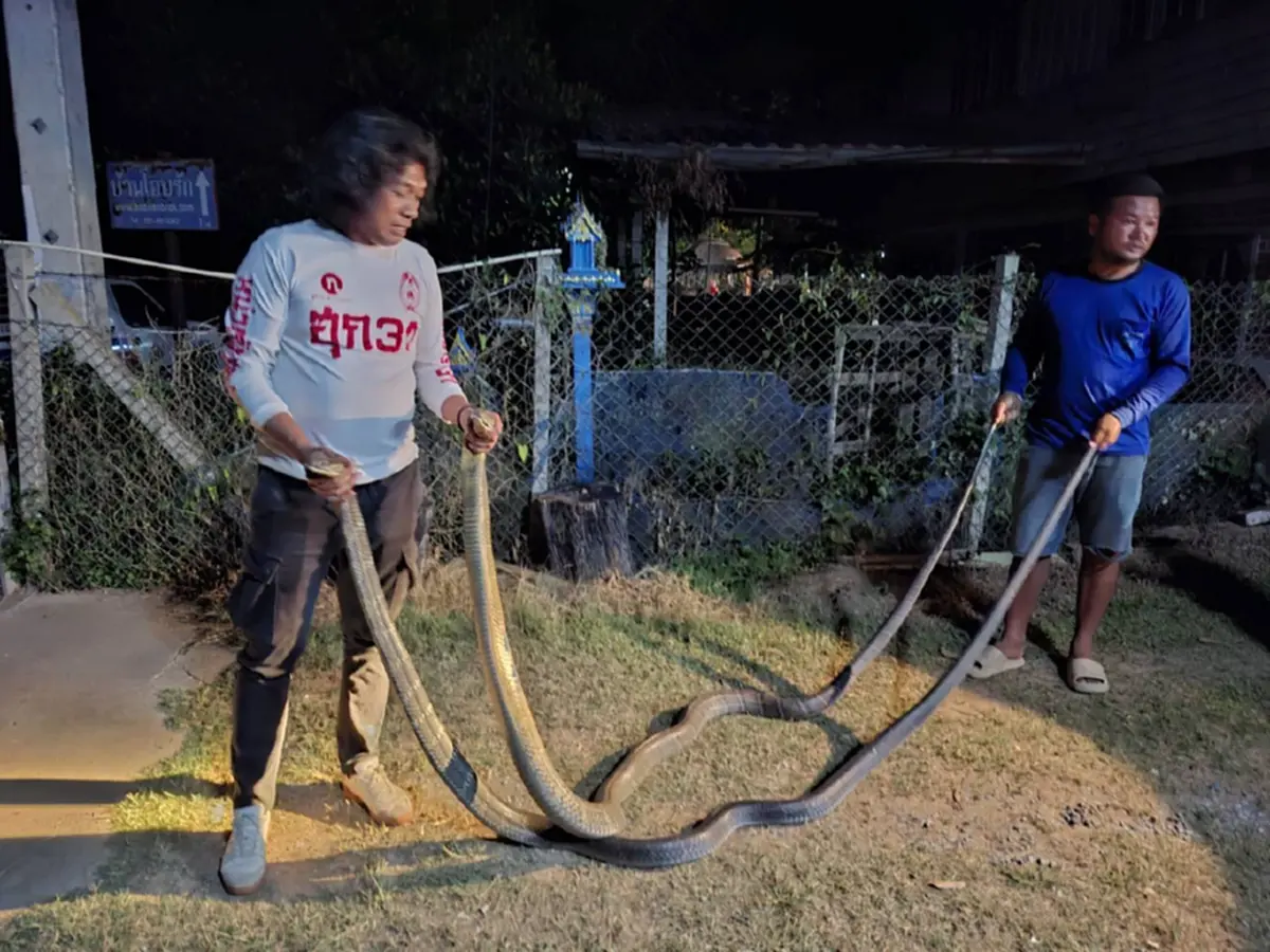 เปิดบ้านเลขที่ 2 งูจงอางยักษ์ โผล่พลอดรัก กลางลานบ้าน