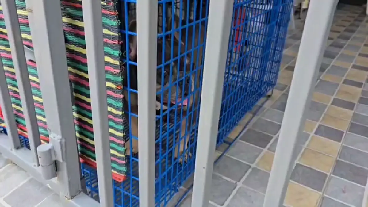 บุกช่วยสุนัขเฟรนช์บูลด็อกดอนเมือง ถูกขังตากแดดขาอ่อนแรง