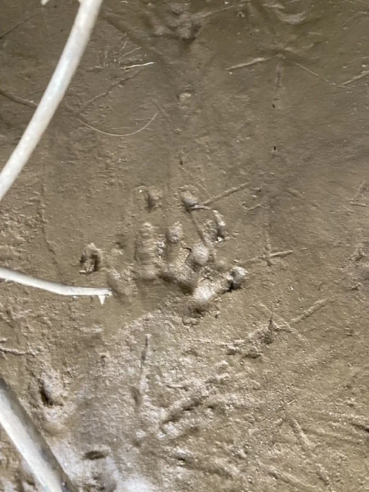 ผวาพบรอยเท้าคล้ายจระเข้ท่ามะกา! โผล่เกาะกลางแม่น้ำแม่กลอง