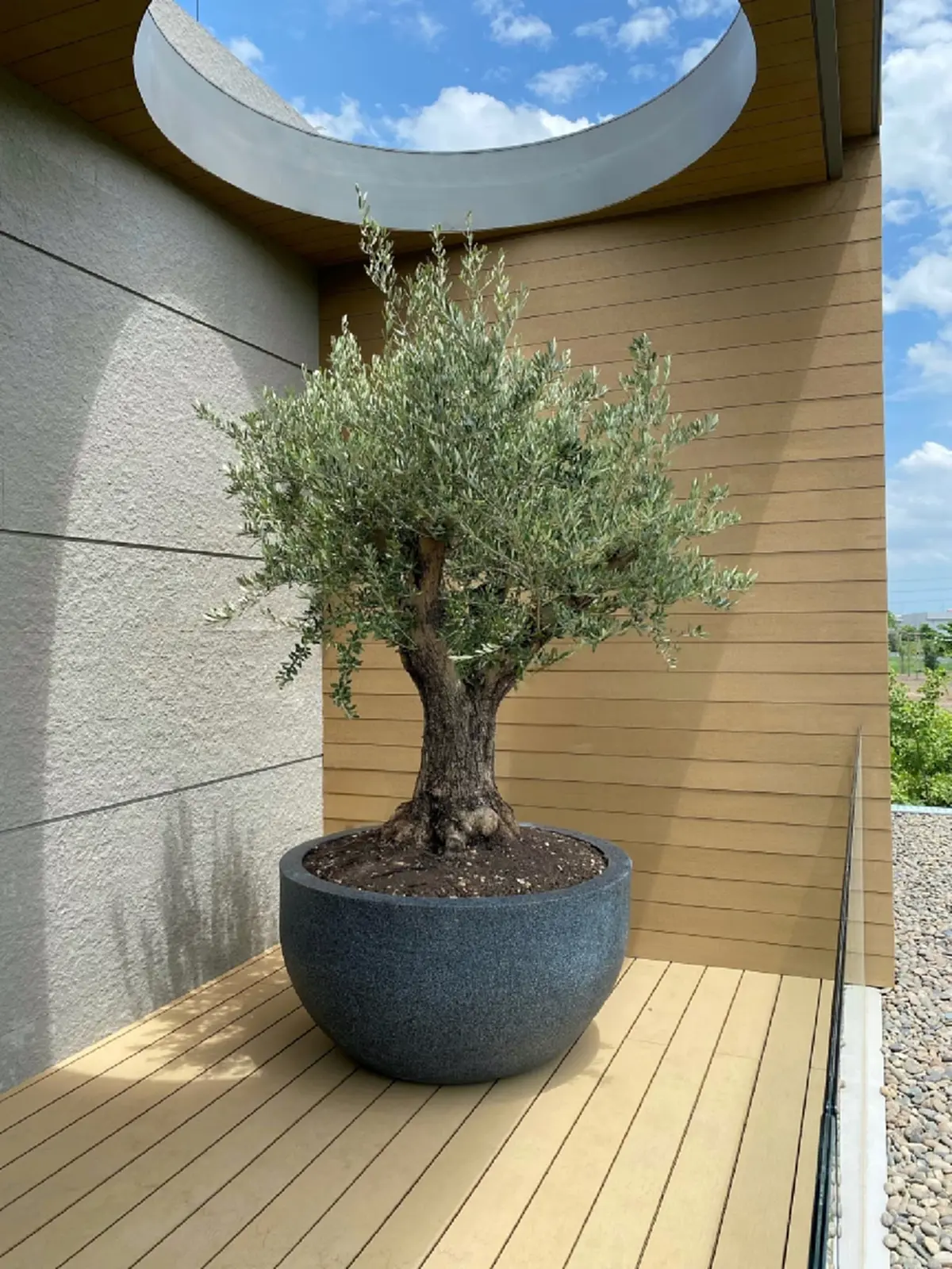 ราคาของต้นโอลีฟ