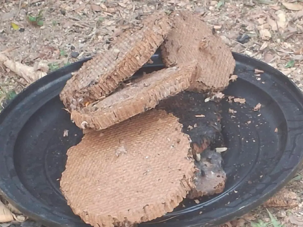 จับคาหนังคาเขา! รวบมือเผาหาของป่า พร้อมของกลาง พบปัสสาวะม่วง