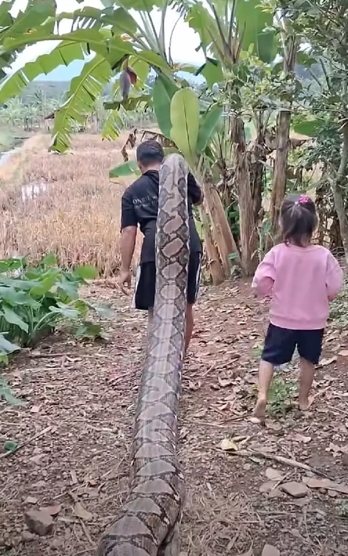 คนเลี้ยงงูอุ้มงูตัวใหญ่เบิ้ม เดินเล่นกลางทุ่ง ทำคนดูขนลุก!