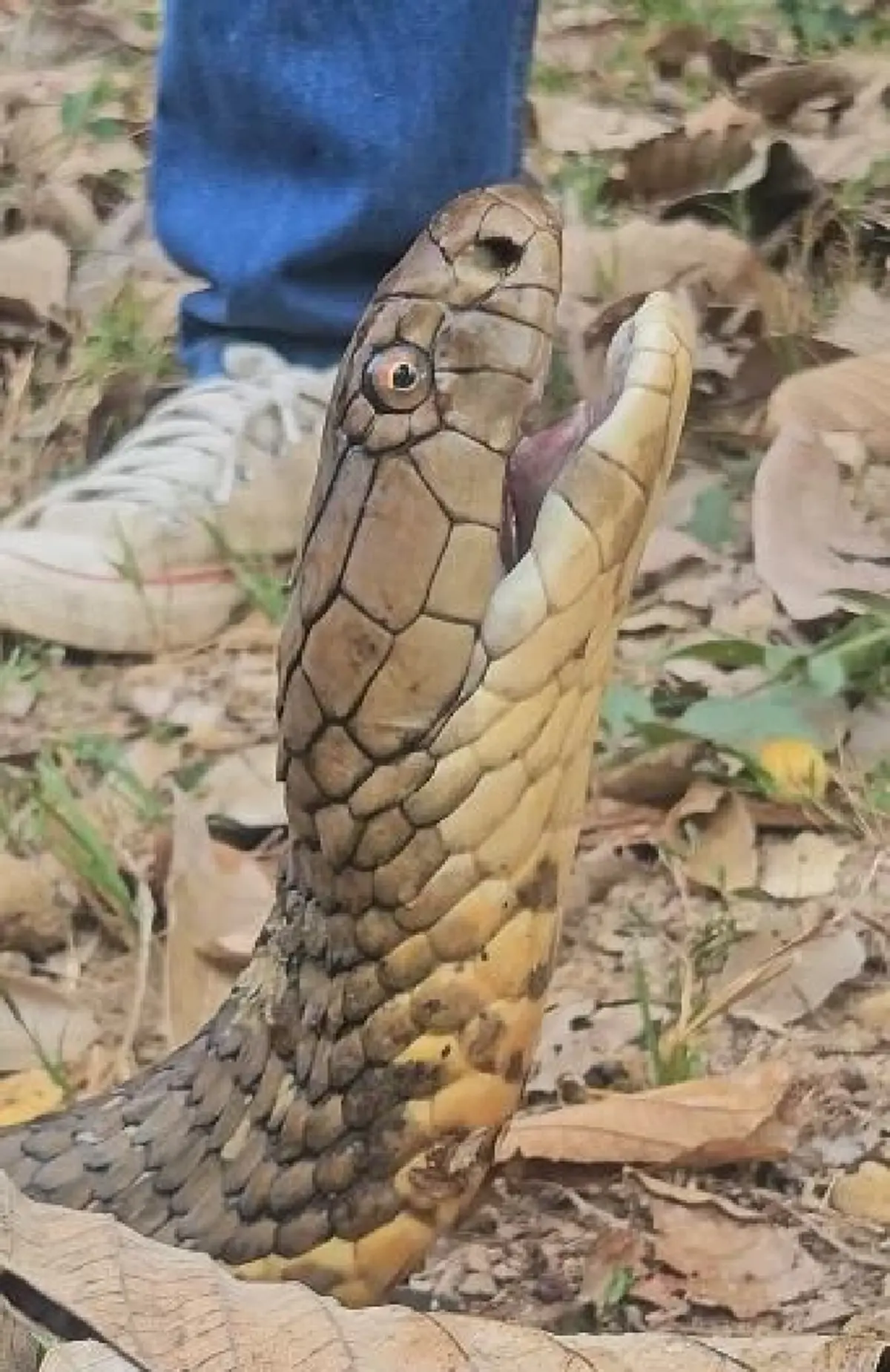 เศร้า บ่าวโปน งูจงอางยักษ์ผู้น่าสงสาร สู้ไม่ไหว จากไปแล้ว