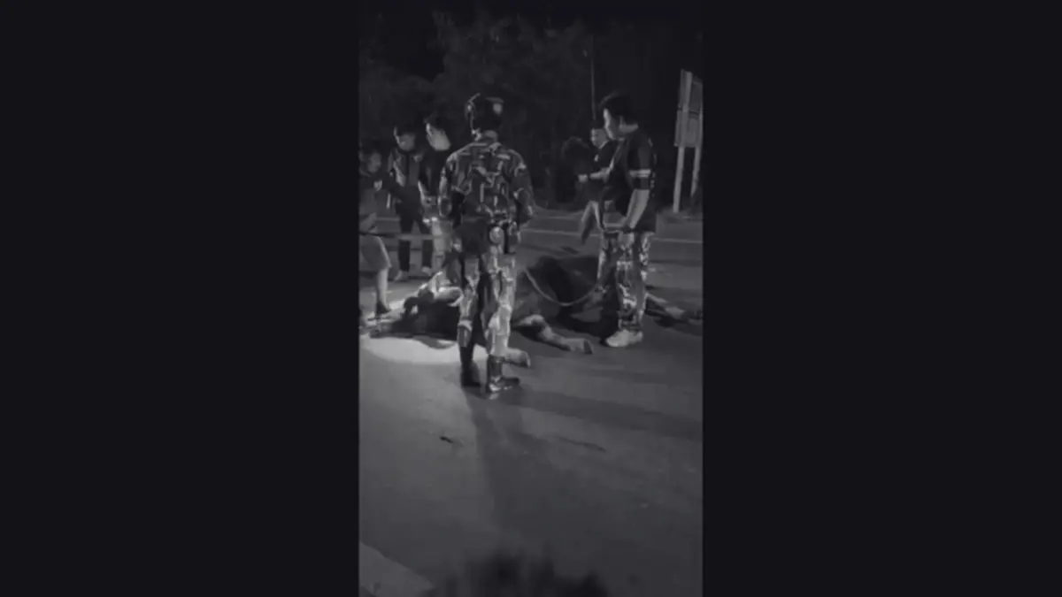 สลด! กระทิงป่าเขาใหญ่ ถูกรถชนสิ้นลมกลางถนน หลังออกมาหากิน