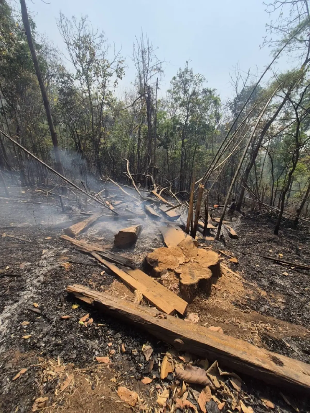 ดับไฟป่าเจอไม้สัก! แม่สะเรียงยึด 28 แผ่นเหลี่ยมซุกกอไผ่