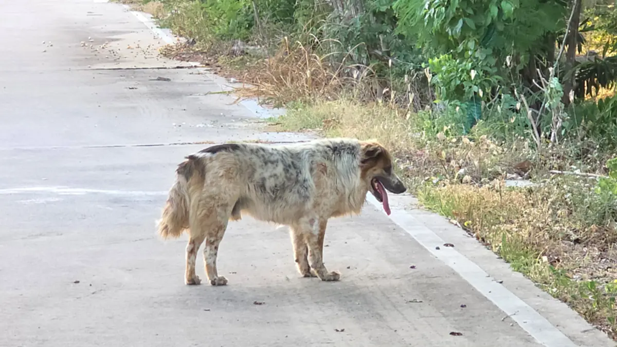 ระทึก! กู้ภัยช่วยสุนัขติดลวดหนาม เจ็บปวดทรมานนานนับชั่วโมง