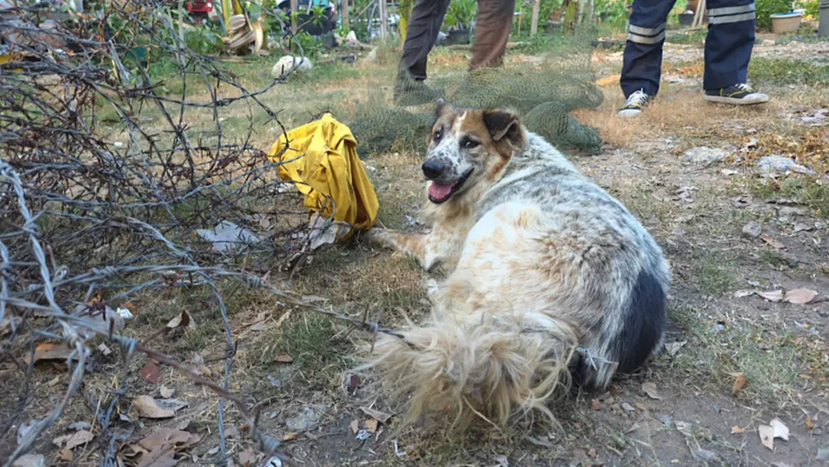 ระทึก! กู้ภัยช่วยสุนัขติดลวดหนาม เจ็บปวดทรมานนานนับชั่วโมง