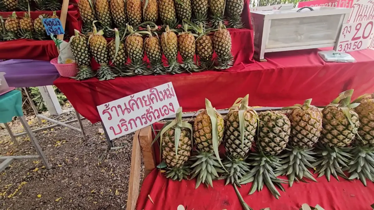 มิติใหม่! ร้านสับปะรดไร้คนเฝ้า 24 ชม. หยิบเองจ่ายเองวัดใจลูกค้า