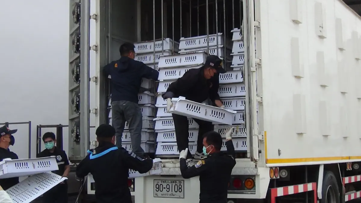 สกัดจับรถ 6 ล้อ ขนลูกไก่เถื่อนเวียดนามนับหมื่นตัวส่งอำนาจเจริญ