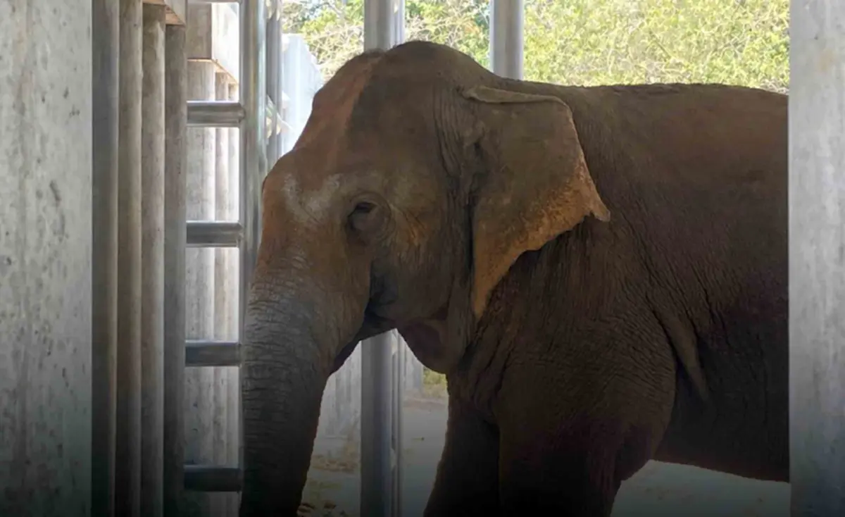 เตรียมปล่อย "สีดอแก้ว" คืนป่าอ่างฤาไน ฤดูฝนนี้ หลังปรับพฤติกรรม