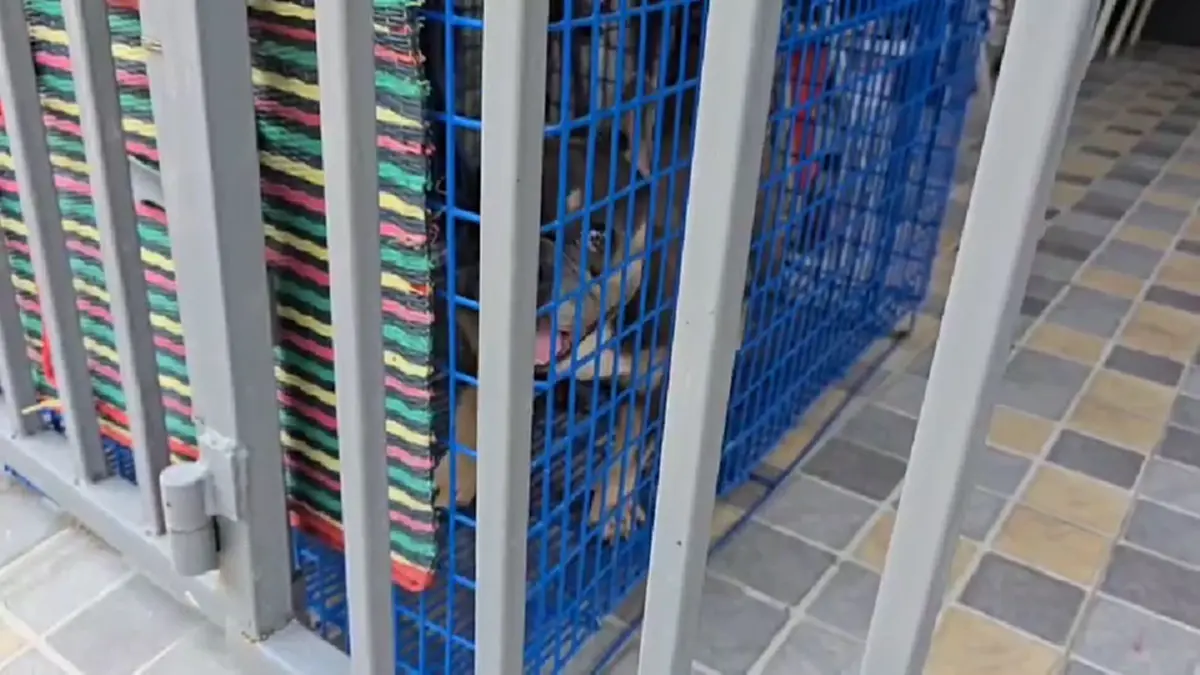 บุกช่วยสุนัขเฟรนช์บูลด็อกดอนเมือง ถูกขังตากแดดขาอ่อนแรง