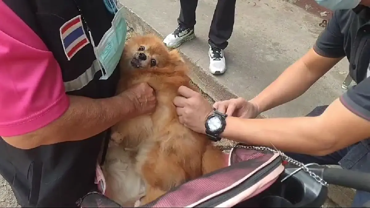 อากาศร้อนเสี่ยงพิษสุนัขบ้า! พะเยาเร่งฉีดวัคซีนฟรีป้องกัน 