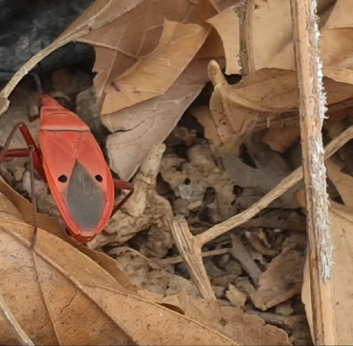 ฮือฮา! "แมลงหน้าคน" ลายคล้ายเปาบุ้นจิ้น โผล่อวดโฉมหน้าร้อน