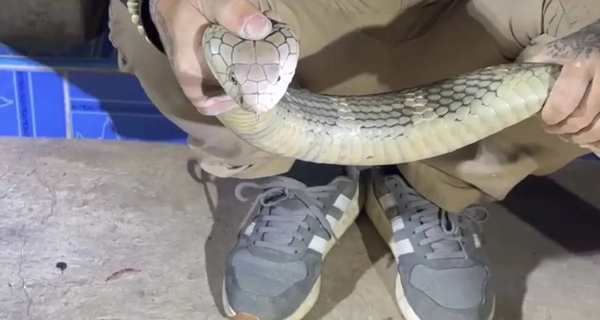 ส่องบ้านเลขที่ งูจงอางยักษ์ ยาวกว่า 3 เมตรบุก เลื้อยซุกมุมบ้าน