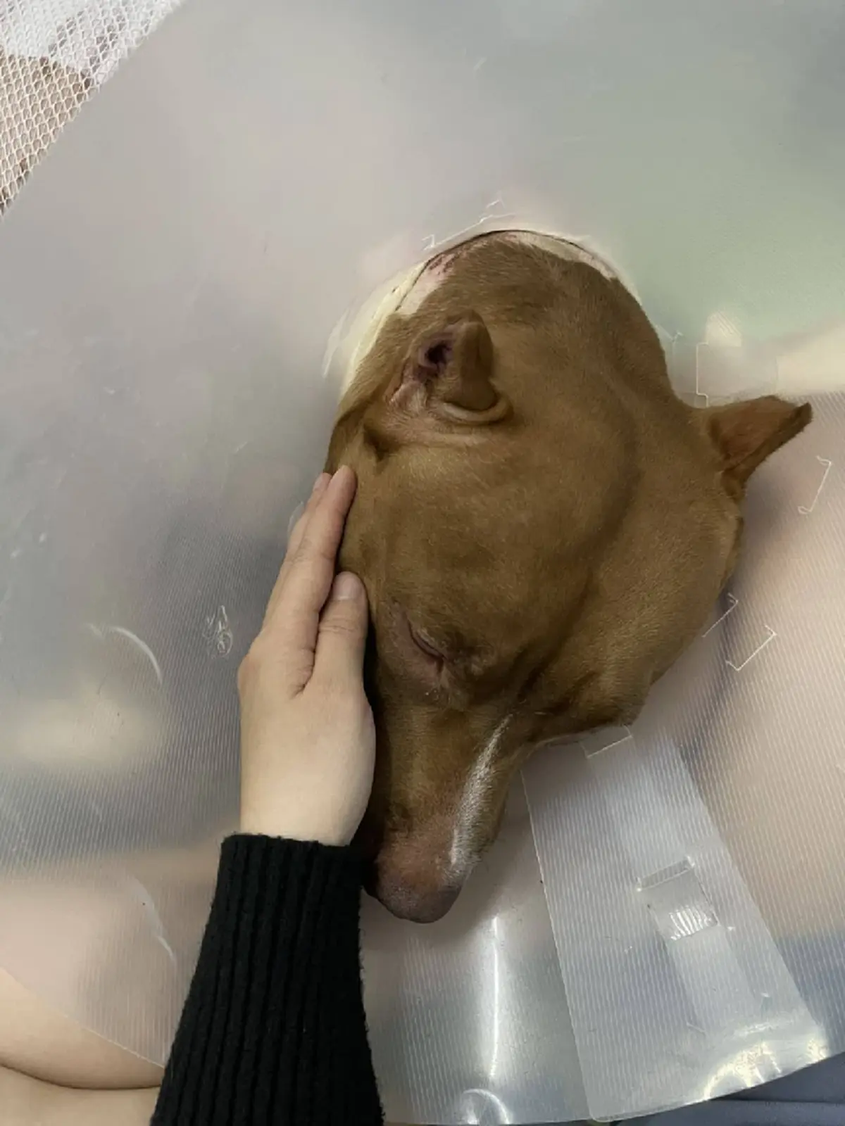 วิจารณ์สนั่น รพ.สัตว์ สุดชุ่ย ปล่อยหมาหลังไหม้ เห็นสภาพยิ่งสงสาร