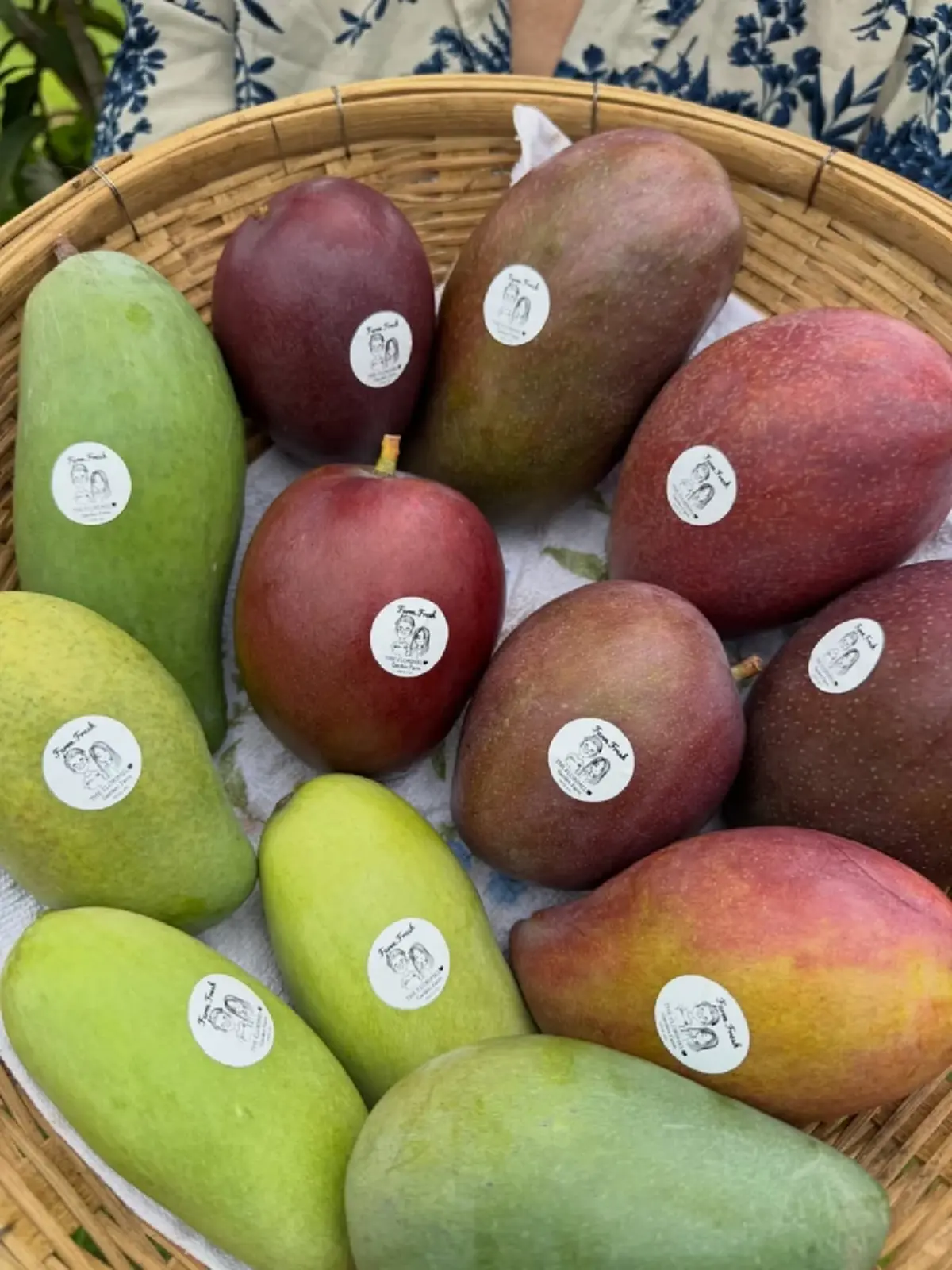  เพ็ชร ฐกฤต ตวันพงค์ พาเปิดสวนมะม่วง สอนเก็บผลแก่แบบมือโปร